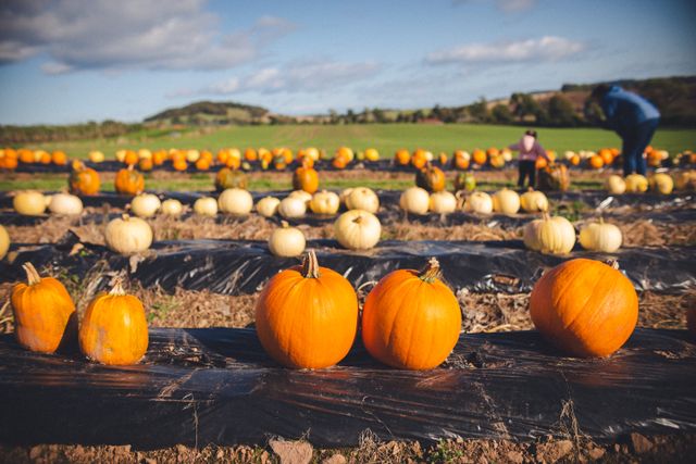 Pumpkin picking near Gloucester and Cheltenham for Halloween 2026
